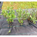 agricultural ground cover netting